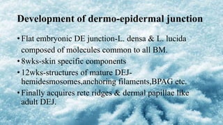 Development of dermo-epidermal junction
• Flat embryonic DE junction-L. densa & L. lucida
composed of molecules common to all BM.
• 8wks-skin specific components
• 12wks-structures of mature DEJ-
hemidesmosomes,anchoring filaments,BPAG etc.
• Finally acquires rete ridges & dermal papillae like
adult DEJ.
 