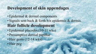 Development of skin appendages
• Epidermal & dermal components
• Signals sent back & forth b/n epidermis & dermis.
Hair follicle development
• Epidermal placodes (10-11 wks)
• Presumptive dermal papillae
• Hair germ (12-14 wks)
• Hair peg
 