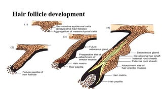 Hair follicle development
 