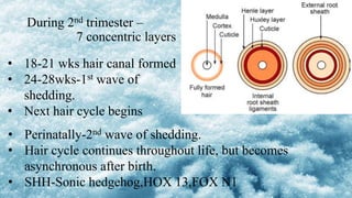 During 2nd trimester –
7 concentric layers
• 18-21 wks hair canal formed
• 24-28wks-1st wave of
shedding.
• Next hair cycle begins
• Perinatally-2nd wave of shedding.
• Hair cycle continues throughout life, but becomes
asynchronous after birth.
• SHH-Sonic hedgehog,HOX 13,FOX N1
 