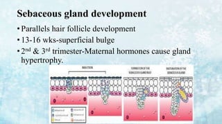Sebaceous gland development
• Parallels hair follicle development
• 13-16 wks-superficial bulge
• 2nd & 3rd trimester-Maternal hormones cause gland
hypertrophy.
 