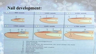 Nail development:
 