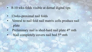 • 8-10 wks-folds visible at dorsal digital tips
• 13wks-proximal nail folds
• Ventral to nail fold nail matrix cells produce nail
plate
• Preliminary nail is shed-hard nail plate 4th mth
• Nail completely covers nail bed 5th mth
 