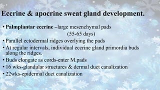 Eccrine & apocrine sweat gland development.
• Palmplantar eccrine –large mesenchymal pads
(55-65 days)
• Parallel ectodermal ridges overlying the pads
• At regular intervals, individual eccrine gland primordia buds
along the ridges.
• Buds elongate as cords-enter M.pads
• 16 wks-glandular structures & dermal duct canalization
• 22wks-epidermal duct canalization
 