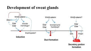 Development of sweat glands
 