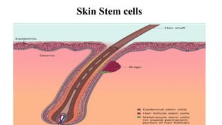 Skin Stem cells
 