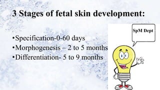 3 Stages of fetal skin development:
•Specification-0-60 days
•Morphogenesis – 2 to 5 months
•Differentiation- 5 to 9 months
SpM Dept
 