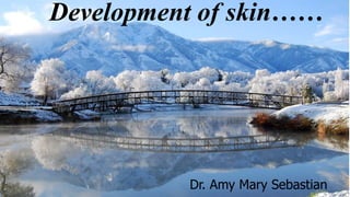 Development of skin……
Dr. Amy Mary Sebastian
 
