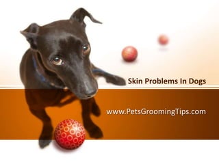 www.PetsGroomingTips.com
Skin Problems In Dogs
 