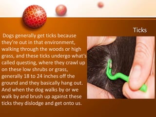 Ticks
Dogs generally get ticks because
they’re out in that environment,
walking through the woods or high
grass, and these ticks undergo what’s
called questing, where they crawl up
on these low shrubs or grass,
generally 18 to 24 inches off the
ground and they basically hang out.
And when the dog walks by or we
walk by and brush up against these
ticks they dislodge and get onto us.
 
