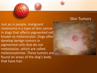 Skin Tumors
Just as in people, malignant
melanoma is a type of skin cancer
in dogs that affects pigmented cells
known as melanocytes. Dogs often
develop benign tumors in
pigmented cells that do not
metastasize, which are called
melanocytomas. These tumors are
found on areas of the dog's body
that have hair.
 