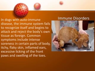 Immune DisordersIn dogs with auto-immune
disease, the immune system fails
to recognize itself and begins to
attack and reject the body's own
tissue as foreign. Common
symptoms include intense
soreness in certain parts of body,
itchy, flaky skin, inflamed ears,
excessive licking of the front
paws and swelling of the toes.
 