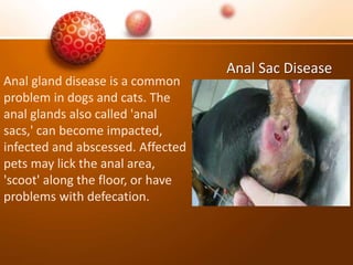Anal Sac Disease
Anal gland disease is a common
problem in dogs and cats. The
anal glands also called 'anal
sacs,' can become impacted,
infected and abscessed. Affected
pets may lick the anal area,
'scoot' along the floor, or have
problems with defecation.
 