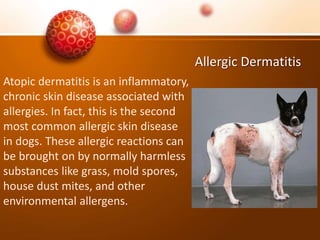 Allergic Dermatitis
Atopic dermatitis is an inflammatory,
chronic skin disease associated with
allergies. In fact, this is the second
most common allergic skin disease
in dogs. These allergic reactions can
be brought on by normally harmless
substances like grass, mold spores,
house dust mites, and other
environmental allergens.
 