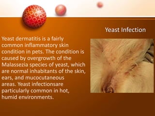 Yeast Infection
Yeast dermatitis is a fairly
common inflammatory skin
condition in pets. The condition is
caused by overgrowth of the
Malassezia species of yeast, which
are normal inhabitants of the skin,
ears, and mucocutaneous
areas. Yeast infectionsare
particularly common in hot,
humid environments.
 