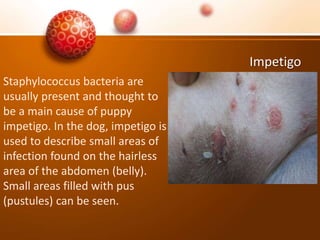 Impetigo
Staphylococcus bacteria are
usually present and thought to
be a main cause of puppy
impetigo. In the dog, impetigo is
used to describe small areas of
infection found on the hairless
area of the abdomen (belly).
Small areas filled with pus
(pustules) can be seen.
 