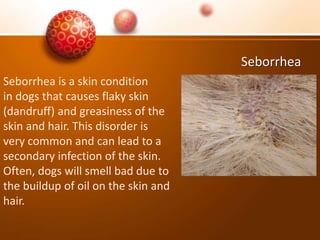 Seborrhea
Seborrhea is a skin condition
in dogs that causes flaky skin
(dandruff) and greasiness of the
skin and hair. This disorder is
very common and can lead to a
secondary infection of the skin.
Often, dogs will smell bad due to
the buildup of oil on the skin and
hair.
 