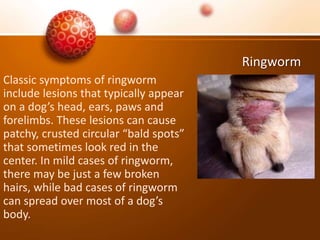 Ringworm
Classic symptoms of ringworm
include lesions that typically appear
on a dog’s head, ears, paws and
forelimbs. These lesions can cause
patchy, crusted circular “bald spots”
that sometimes look red in the
center. In mild cases of ringworm,
there may be just a few broken
hairs, while bad cases of ringworm
can spread over most of a dog’s
body.
 
