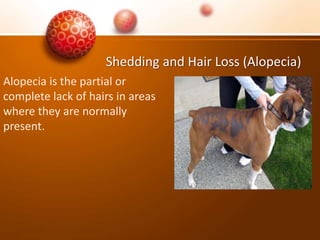 Shedding and Hair Loss (Alopecia)
Alopecia is the partial or
complete lack of hairs in areas
where they are normally
present.
 
