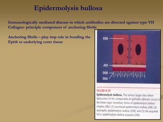 Epidermolysis bullosa
Immunologically mediated disease in which antibodies are directed against type VII
Collagen- principle component of anchoring fibrils
Anchoring fibrils – play imp role in bonding the
Epith to underlying conn tissue
 