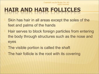  Skin has hair in all areas except the soles of the
feet and palms of the hands
 Hair serves to block foreign particles from entering
the body through structures such as the nose and
eyes
 The visible portion is called the shaft
 The hair follicle is the root with its covering
Copyright 2003 by Mosby, Inc. All
rights reserved.
 