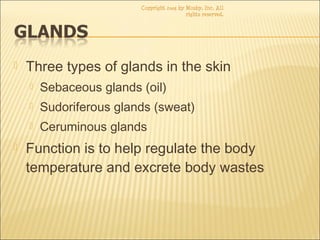  Three types of glands in the skin
 Sebaceous glands (oil)
 Sudoriferous glands (sweat)
 Ceruminous glands
 Function is to help regulate the body
temperature and excrete body wastes
Copyright 2003 by Mosby, Inc. All
rights reserved.
 