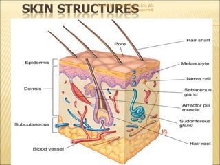 Copyright 2003 by Mosby, Inc. All
rights reserved.
 