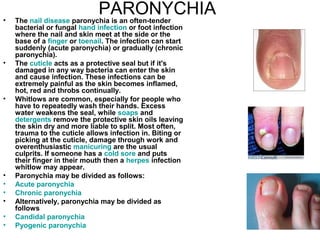PARONYCHIA The  nail disease  paronychia is an often-tender bacterial or fungal  hand infection  or foot infection where the nail and skin meet at the side or the base of a  finger  or  toenail . The infection can start suddenly (acute paronychia) or gradually (chronic paronychia). The  cuticle  acts as a protective seal but if it's damaged in any way bacteria can enter the skin and cause infection. These infections can be extremely painful as the skin becomes inflamed, hot, red and throbs continually. Whitlows are common, especially for people who have to repeatedly wash their hands. Excess water weakens the seal, while  soaps  and  detergents  remove the protective skin oils leaving the skin dry and more liable to split. Most often, trauma to the cuticle allows infection in. Biting or picking at the cuticle, damage through work and overenthusiastic  manicuring  are the usual culprits. If someone has a  cold sore  and puts their finger in their mouth then a  herpes  infection whitlow may appear. Paronychia may be divided as follows: Acute  paronychia   Chronic  paronychia   Alternatively, paronychia may be divided as follows Candidal   paronychia   Pyogenic   paronychia 