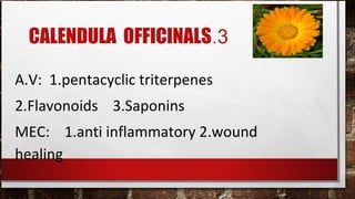 CALENDULA OFFICINALS.3

A.V: 1.pentacyclic triterpenes
2.Flavonoids 3.Saponins
MEC: 1.anti inflammatory 2.wound
healing
 