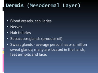 Dermis  (Mesodermal Layer) Blood vessels, capillaries Nerves Hair follicles Sebaceous glands (produce oil) Sweat glands - average person has 2-4 million sweat glands; many are located in the hands, feet armpits and face. 