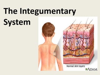 The Integumentary
System
 