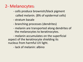 2- Melanocytes:
- cells produce brownish/black pigment
called melanin. (8% of epidermal cells)
- stratum basale
- branching processes (dendrites)
- melanin are transported along dendrites of
the melanocytes to keratinocytes.
- melanin accumulates on the superficial
aspect of the keratinocyte shielding its
nucleus from harmful UV light.
- lack of melanin: albino
 