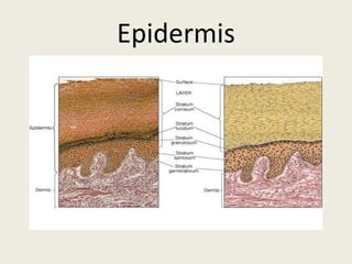 Epidermis
 