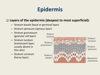 Epidermis
 Layers of the epidermis (deepest to most superficial):
– Stratum basale (basal or germinal layer)
– Stratum spinosum (spinous layer)
– Stratum granulosum
(granular cell layer)
– Stratum lucidum
(translucent layer;
usually absent in
thin skin)
– Stratum corneum
(horny layer)
 