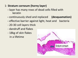 1- Stratum corneum (horny layer)
- layer has many rows of dead cells filled with
keratin
- continuously shed and replaced (desquamation)
- effective barrier against light, heat and bacteria
- 20-30 cell layers thick
- dandruff and flakes
- 18kg of skin flakes
in a lifetime
 