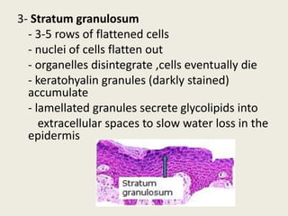 3- Stratum granulosum
- 3-5 rows of flattened cells
- nuclei of cells flatten out
- organelles disintegrate ,cells eventually die
- keratohyalin granules (darkly stained)
accumulate
- lamellated granules secrete glycolipids into
extracellular spaces to slow water loss in the
epidermis
 