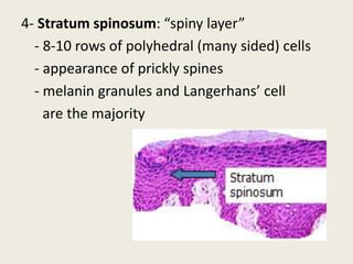 4- Stratum spinosum: “spiny layer”
- 8-10 rows of polyhedral (many sided) cells
- appearance of prickly spines
- melanin granules and Langerhans’ cell
are the majority
 