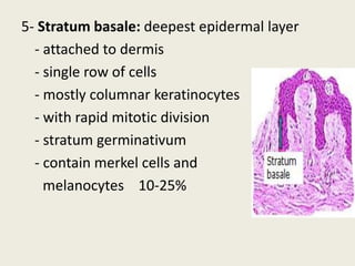 5- Stratum basale: deepest epidermal layer
- attached to dermis
- single row of cells
- mostly columnar keratinocytes
- with rapid mitotic division
- stratum germinativum
- contain merkel cells and
melanocytes 10-25%
 