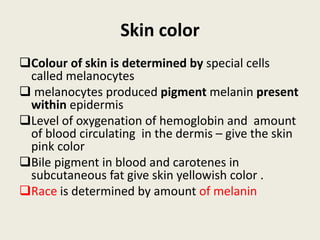 Skin color
Colour of skin is determined by special cells
called melanocytes
 melanocytes produced pigment melanin present
within epidermis
Level of oxygenation of hemoglobin and amount
of blood circulating in the dermis – give the skin
pink color
Bile pigment in blood and carotenes in
subcutaneous fat give skin yellowish color .
Race is determined by amount of melanin
 