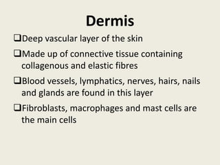 Dermis
Deep vascular layer of the skin
Made up of connective tissue containing
collagenous and elastic fibres
Blood vessels, lymphatics, nerves, hairs, nails
and glands are found in this layer
Fibroblasts, macrophages and mast cells are
the main cells
 