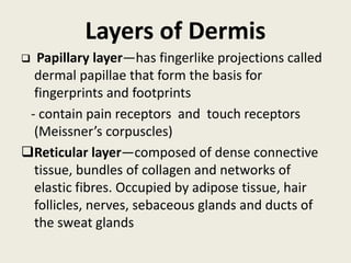 Layers of Dermis
 Papillary layer—has fingerlike projections called
dermal papillae that form the basis for
fingerprints and footprints
- contain pain receptors and touch receptors
(Meissner’s corpuscles)
Reticular layer—composed of dense connective
tissue, bundles of collagen and networks of
elastic fibres. Occupied by adipose tissue, hair
follicles, nerves, sebaceous glands and ducts of
the sweat glands
 