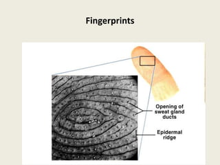 Human Anatomy, 3rd edition
Prentice Hall, © 2001
Fingerprints
 