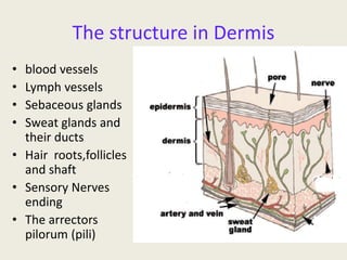 The structure in Dermis
• blood vessels
• Lymph vessels
• Sebaceous glands
• Sweat glands and
their ducts
• Hair roots,follicles
and shaft
• Sensory Nerves
ending
• The arrectors
pilorum (pili)
 