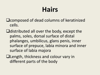 Hairs
composed of dead columns of keratinized
cells.
distributed all over the body, except the
palms, soles, dorsal surface of distal
phalanges, umbilicus, glans penis, inner
surface of prepuce, labia minora and inner
surface of labia majora
Length, thickness and colour vary in
different parts of the body
 