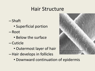 Hair Structure
–Shaft
• Superficial portion
–Root
• Below the surface
–Cuticle
• Outermost layer of hair
–Hair develops in follicles
• Downward continuation of epidermis
 