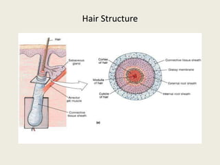 Hair Structure
 
