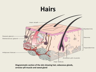 Hairs
Diagrammatic section of the skin showing hair, sebaceous glands,
arrector pili muscle and sweat gland
 