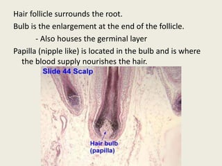 Hair follicle surrounds the root.
Bulb is the enlargement at the end of the follicle.
- Also houses the germinal layer
Papilla (nipple like) is located in the bulb and is where
the blood supply nourishes the hair.
 