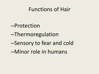 Functions of Hair
–Protection
–Thermoregulation
–Sensory to fear and cold
–Minor role in humans
 