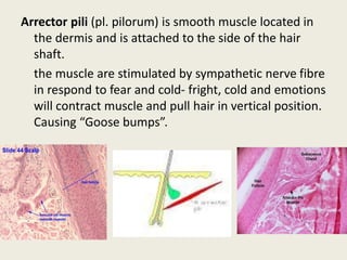Arrector pili (pl. pilorum) is smooth muscle located in
the dermis and is attached to the side of the hair
shaft.
the muscle are stimulated by sympathetic nerve fibre
in respond to fear and cold- fright, cold and emotions
will contract muscle and pull hair in vertical position.
Causing “Goose bumps”.
 